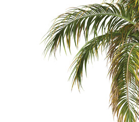 Fototapeta premium Tropical palm tree leaves isolated on transparent background. palm tree Leaves PNG. Barbel palm tree with a slender and feathery green fronds PNG. transparent palm tree PNG. Acanthophoenix rubra Plant