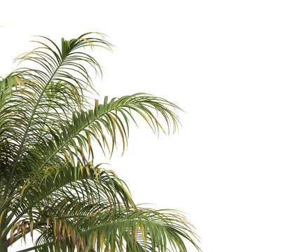 Tropical palm tree leaves isolated on transparent background. palm tree Leaves PNG. Barbel palm tree with a slender and feathery green fronds PNG. transparent palm tree PNG. Acanthophoenix rubra Plant