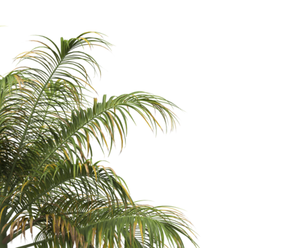 Tropical palm tree leaves isolated on transparent background. palm tree Leaves PNG. Barbel palm tree with a slender and feathery green fronds PNG. transparent palm tree PNG. Acanthophoenix rubra Plant