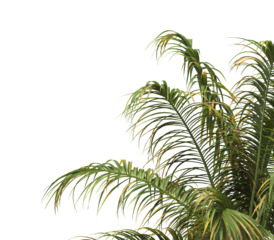 Tropical palm tree leaves isolated on transparent background. palm tree Leaves PNG. Barbel palm tree with a slender and feathery green fronds PNG. transparent palm tree PNG. Acanthophoenix rubra Plant