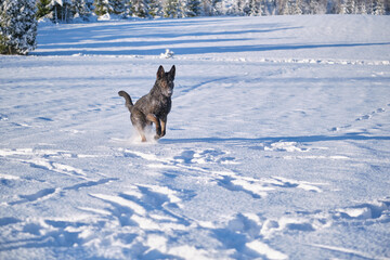 Beautiful black gray German Shepherd female dog playing on a snowy meadow in winter on a sunny day...