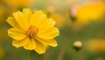 Obraz premium Close Up of a Yellow Flower in a Field and Copy Space