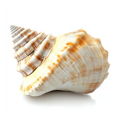 Beautiful seashell conch isolated on a white background