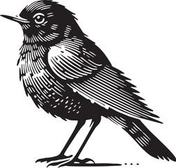 Black Color American Robin Silhouette Vector Illustration, Solid White Background. minimal vector design