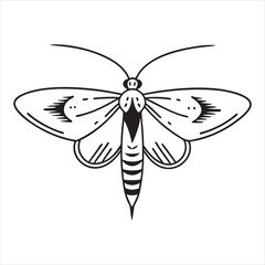 Beautiful Moth Insect Vector Illustration
