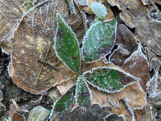 Gefrorenes Laub bei Frost im Wald