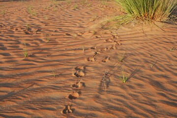 A solitary trail of footprints winds through the golden sands of the Dubai desert, UAE