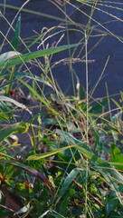 dragonfly on the grass