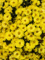 yellow chrysanthemum flowers