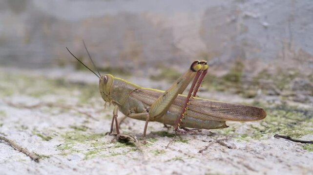 Footage of a big grasshopper crawling slowly. Macro shot of a tired grasshopper crawling on the floor and unable to fly. Animal colorful. Close up view of insect. Motion in 4K Resolution