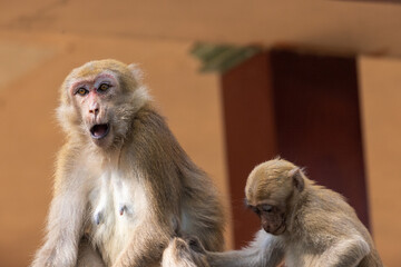 Naklejka premium Macaques from Thailand in the Fish Cave Temple, Thailand