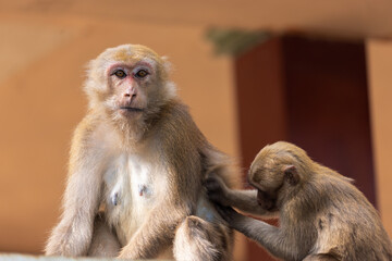 Macaques from Thailand in the Fish Cave Temple, Thailand