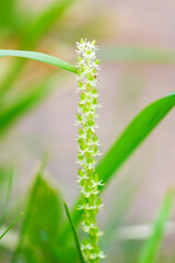 至仏山のオゼソウ