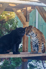 Portraits of two jaguars, Panthera Onca, playing in Nyíregyháza Zoo,  Hungary © Ovidiu