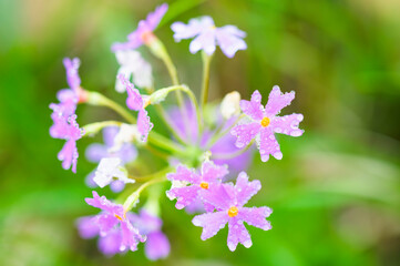 Obraz premium 至仏山のユキワリソウ