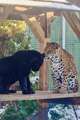 Portraits of two jaguars, Panthera Onca, playing in Nyíregyháza Zoo,  Hungary