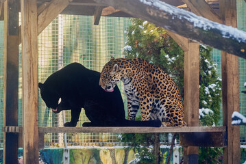 Portraits of two jaguars, Panthera Onca, playing in Nyíregyháza Zoo,  Hungary © Ovidiu