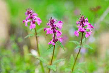 ヨツバシオガマ