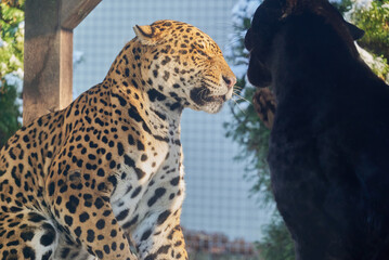Portraits of two jaguars, Panthera Onca, playing in Nyíregyháza Zoo,  Hungary © Ovidiu
