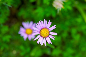 Obraz premium 至仏山に咲くジョウシュウアズマギク