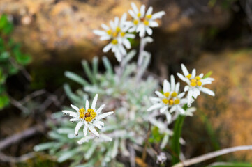 至仏山のホソバヒナウスユキソウ