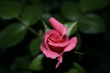 pink rose in garden