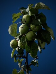 green apples on a tree