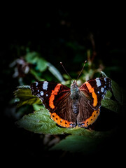 butterfly on a flower