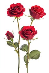 Naklejka premium Close-up of three red roses with green leaves on a white background, ideal for romantic and floral themed designs