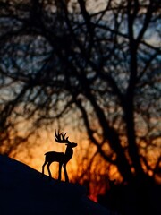 silhouette of deer