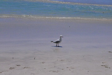 Stokes Bay Beach in Kangaroo Island, near South Australia, is a nature haven known for wildlife like kangaroos, seals, and koalas, plus rugged cliffs, beaches, Flinders Chase National Park, and Seal B