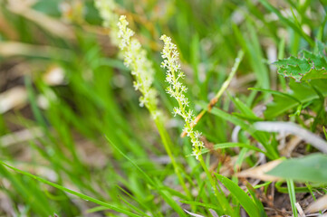 至仏山に咲くオゼソウ