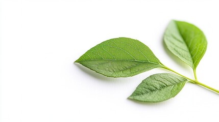 Obraz premium A vibrant green leaf rests elegantly on a clean white surface, contrasting beautifully against a minimalist white background.