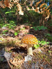 Close up of wild mushroom on hiking trail