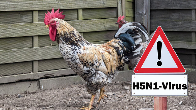 close-up of chicken, sign H5N1 concept of poultry, threat of avian influenza and illness among poultry