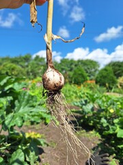 Fresh garlic taken from garden