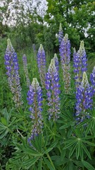 flowers in the garden