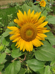 Obraz premium sunflower in the garden