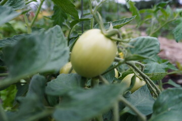 Green tomato growing on a vine