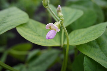 Closeup of a green bean flower 