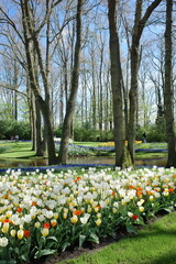 Tulip in Netherlands 
