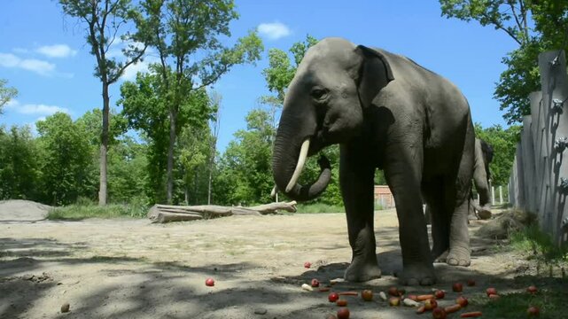 Asian elephant, its scientific name is Elephas maximus