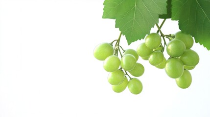 Green grapes dangle from a branch, surrounded by lush green leaves, showcasing their fresh, vibrant appearance in a natural setting.