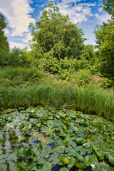 Teich mit Seerosen im dichten Wald 