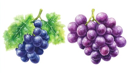 Watercolor painting of two grape bunches.