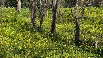 arvores, campo, natureza, verde