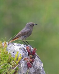 Black Redstart perched on a mountain rock with alpine flowers