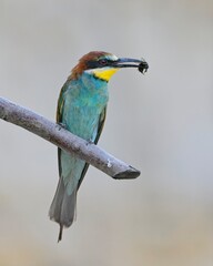 European bee-eater perched with prey on a branch against a gray background
