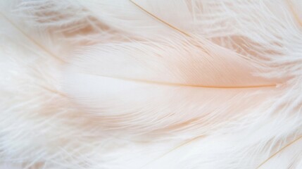 Close-up view of a delicate white feather showing intricate details and soft textures