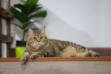 A brown cat sleeps with its legs hanging down comfortably. A brown cat is sleeping relaxing with blurred background.